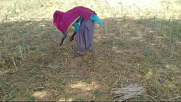 Si Bapak Petani India Ngegas Di Sawah, Bini Orang Lagi Sibuk Kerja Langsung Digebukin.